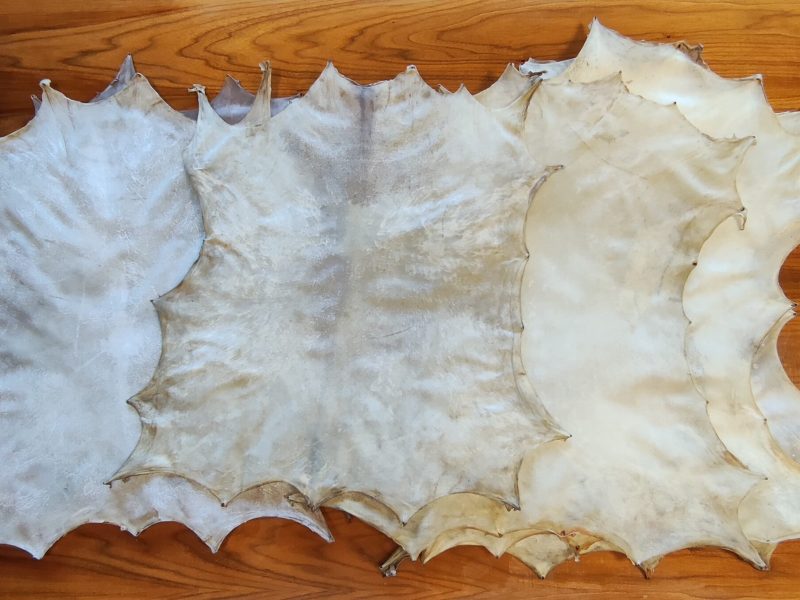 piel cabrito para tambor